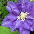 Клематис Beauty of Worcester
