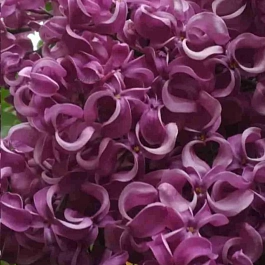 Сирень обыкновенная Бесконечность