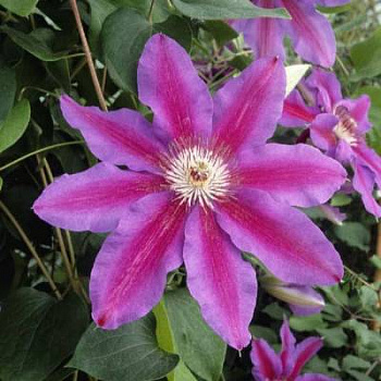 Клематис крупноцветковый Файрвокс