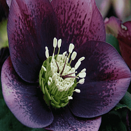 Морозник восточный Single Purple