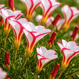 Кислица Versicolor