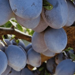 Слива домашняя Венгерка Ранняя