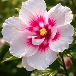 Гибискус Сирийский  Shintaeyang