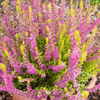 Вереск обыкновенный Конбрио