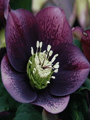 Морозник восточный Single Purple