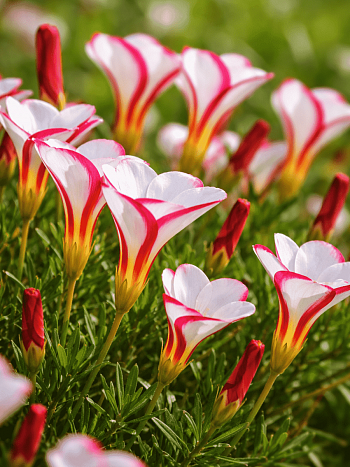 Кислица Versicolor