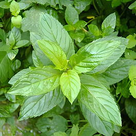 Мята перечная Кубанская