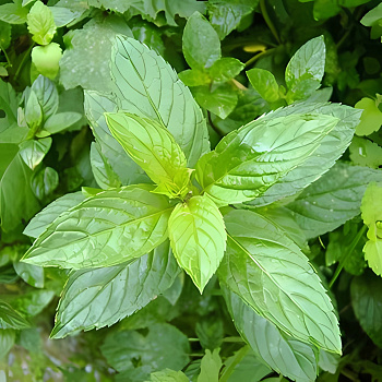 Мята перечная Кубанская