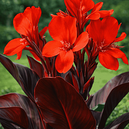 Канна  Black Knight