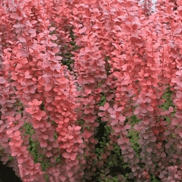 Барбарис Тунберга Orange Tower
