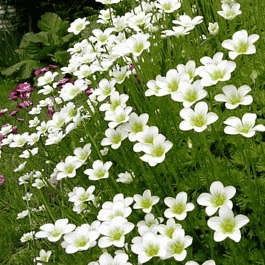 Камнеломка Арендса White Star