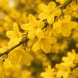 Жасмин голоцветковый