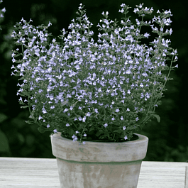 Душевик котовниковый Blue Cloud