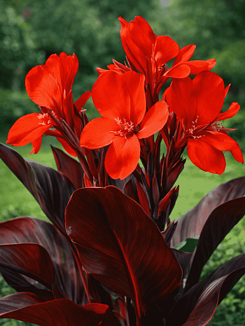 Канна  Black Knight