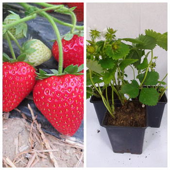 Земляника садовая Талия НАБОР 3ШТ