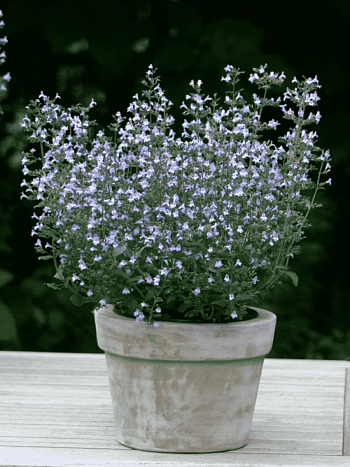 Душевик котовниковый Blue Cloud