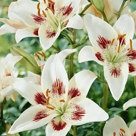 Лилия Centerfold