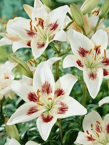 Лилия Centerfold