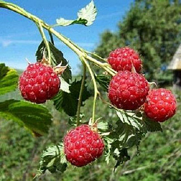 Малина традиционная Кредо