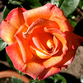 Роза чайно-гибридная Пиккадилли