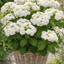 Гортензия крупнолистная Doppio Bianco