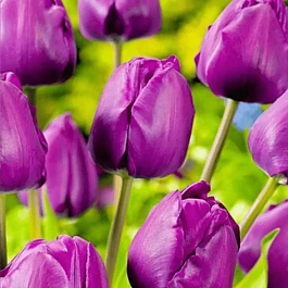 Тюльпан триумф Negrita