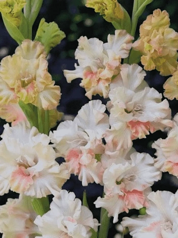 Гладиолус Crispy Ruffle