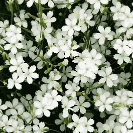 Гвоздика травянка  Albus