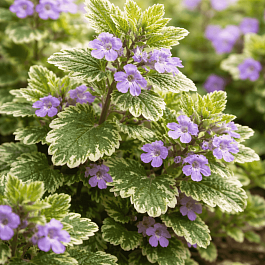 Будра плющевидная Variegata