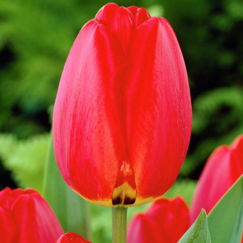 Тюльпан Дарвинов гибрид Парад НАБОР 2ШТ (10+10)