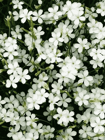 Гвоздика травянка  Albus