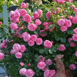 Роза Кустовая Leonardo da Vinci