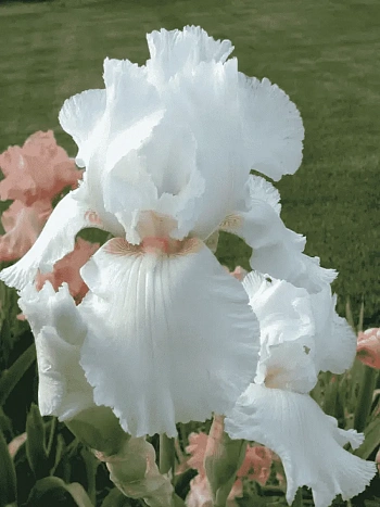 Ирис германский Immortality