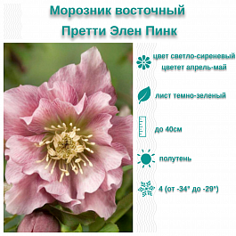 Морозник восточный Претти Элен Пинк