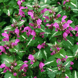 Яснотка крапчатая Roseum