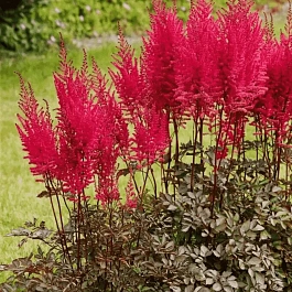 Астильба гибридная Mighty Chocolate Cherry