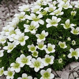 Камнеломка Арендса Saxony White