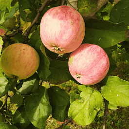 Яблоня Осеннее полосатое