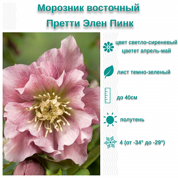 Морозник восточный Претти Элен Пинк