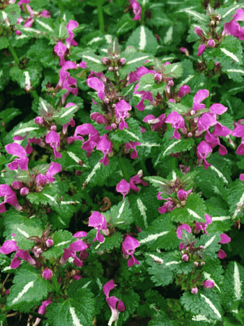 Яснотка крапчатая Roseum