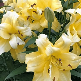 Лилия Exotic Sun