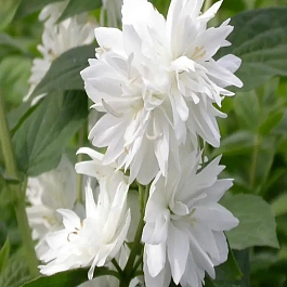 Чубушник гибридный Minnesota Snowflake