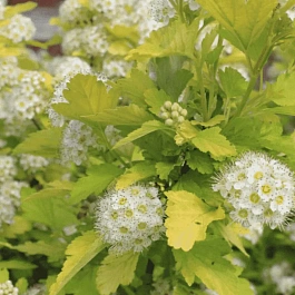 Пузыреплодник калинолистный Nugget