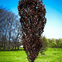 Тополь дельтовидный Purple Tower