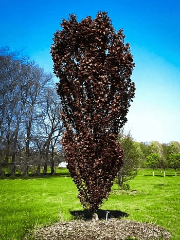 Тополь дельтовидный Purple Tower