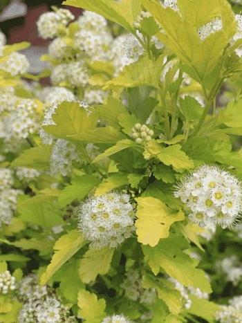 Пузыреплодник калинолистный Nugget