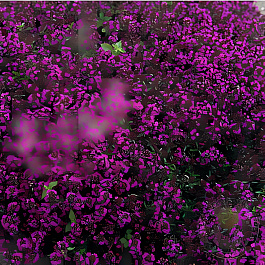 Тимьян (Чабрец, Чабер) ранний Purple Beauty