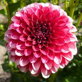 Георгина Декоративная Мюзет