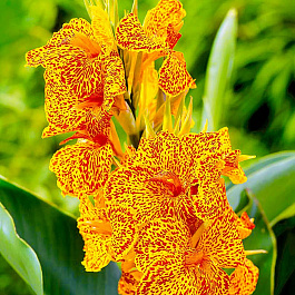 Канна зеленолистная Пикассо