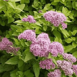 Спирея японская Sundrop